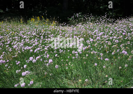 Armeria maritima ssp. elongata, Thrift flower Stock Photo