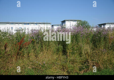 Cirsium arvense, Spear thistle Stock Photo