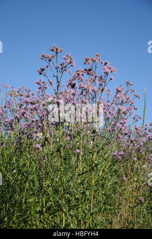 Cirsium arvense, Spear thistle Stock Photo