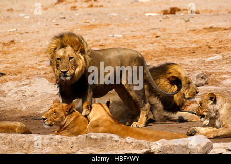 Lions, our regal predator of the African savanna. Stock Photo