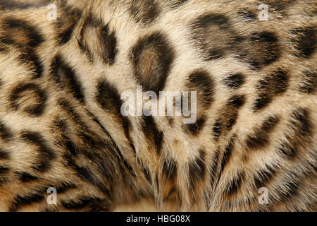Fur Bengal cat Stock Photo