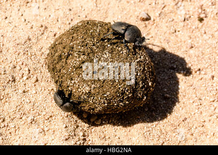 Dung beetles rolling their ball Stock Photo