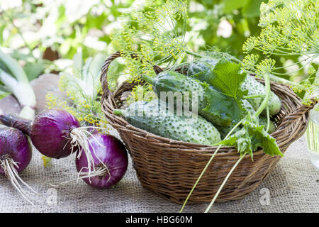 Fresh cucumbers in wicker basket with dill Stock Photo