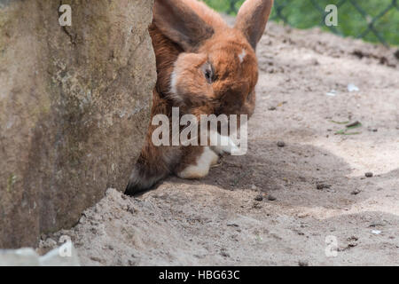 Brown rabbit on sandy soil. Stock Photo