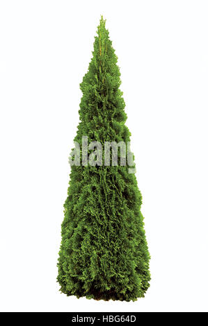 Thuja occidentalis 'Smaragd', Warm Green American Arborvitae Occidental Smaragd Wintergreen, Isolated Stock Photo