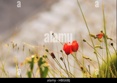 Poppies on the beach