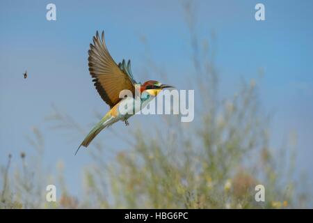 European bee-eater (Merops apiaster) in flight, Kiskunság National Park, Hungary Stock Photo