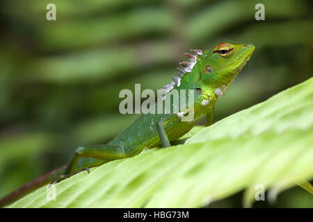 Common green forest lizard (Calotes calotes) on leaf, Sinharaja Rainforest National Park, Sri Lanka Stock Photo