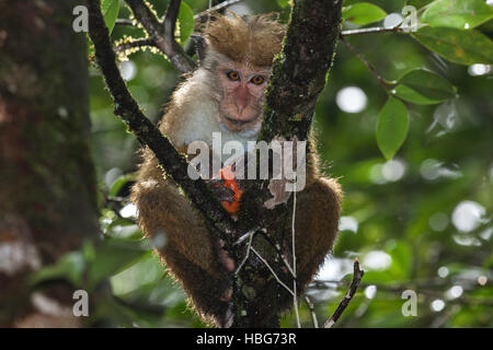 Toque macaque (Macaca sinica) sitting in tree, eating, rainfall, Sinharaja Rainforest National Park, Sri Lanka Stock Photo