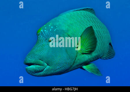 Napoleon fish, Humphead wrasse (Cheilinus undulatus), Red Sea, Egypt Stock Photo