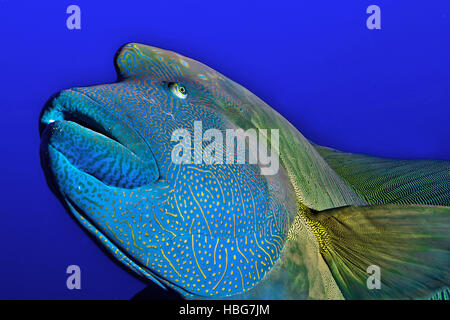 Napoleon fish, Humphead wrasse (Cheilinus undulatus), Red Sea, Egypt Stock Photo