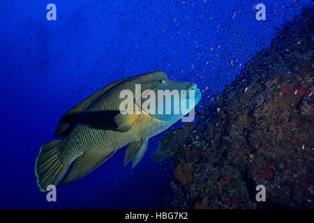 Napoleon fish, Humphead wrasse (Cheilinus undulatus), coral reef, Red Sea, Egypt Stock Photo