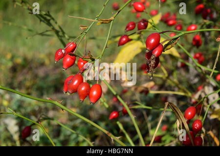 rosehip berries on the bush Stock Photo