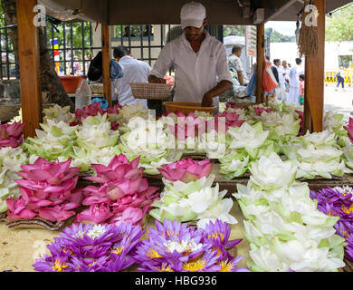 Stall with blue lotus (Nymphaea caerulea) and white and pink lotus blossoms (Nelumbo), offerings for believers, Kandy Stock Photo