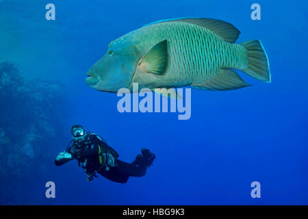 Napoleon fish with diver, Humphead wrasse (Cheilinus undulatus), Red Sea, Egypt Stock Photo