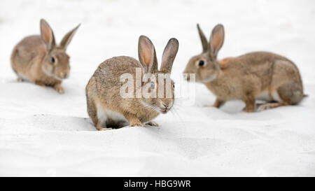 European or common rabbits (Oryctolagus cuniculus) on Baltic Sea dunes, Mecklenburg-Western Pomerania, Germany Stock Photo