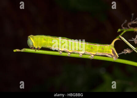Caterpillar of Australian hawk moth with red spots & stripe on vivid lime green horned  body & feet clinging onto plant stem on black background Stock Photo