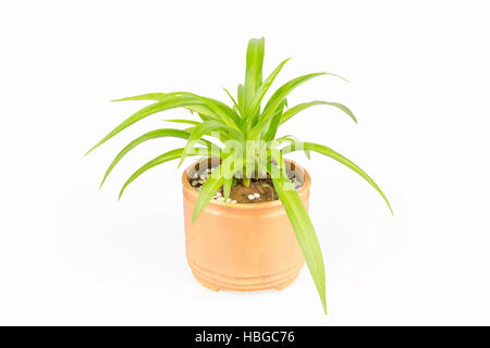 green plant bracketplant Stock Photo