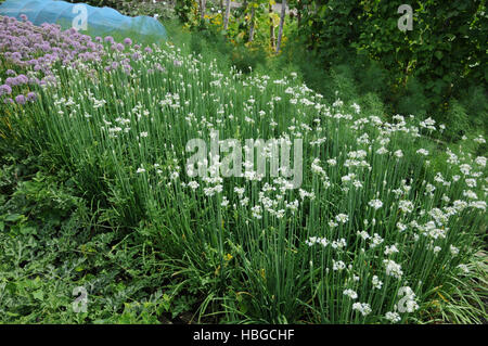 Allium tuberosum, Chinese leek Stock Photo
