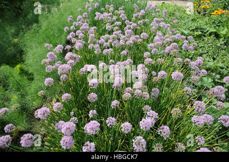 Allium tuberosum, Chinese leek Stock Photo