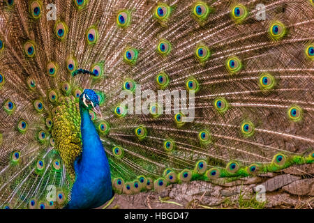 Beautiful Peacock bird Stock Photo