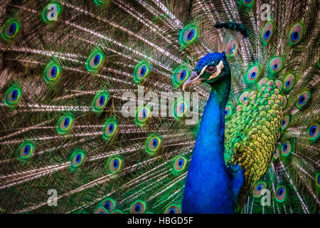 Beautiful Peacock bird Stock Photo