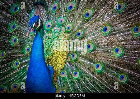 Beautiful Peacock bird