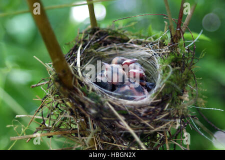 bird's nest Stock Photo
