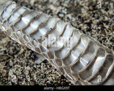 Snake skin Stock Photo