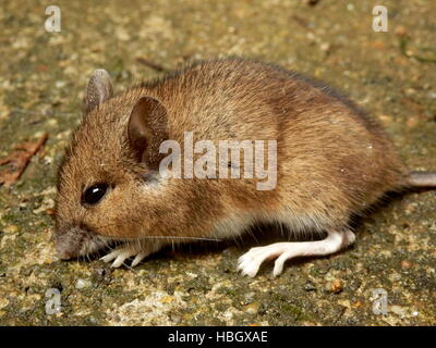Wood Mouse Stock Photo