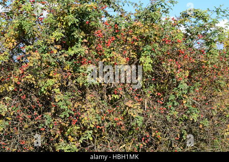 rosehip berries on the bush Stock Photo