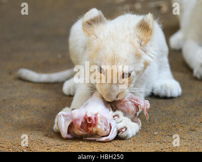 white female lion cub in ZOO Magdeburg Stock Photo