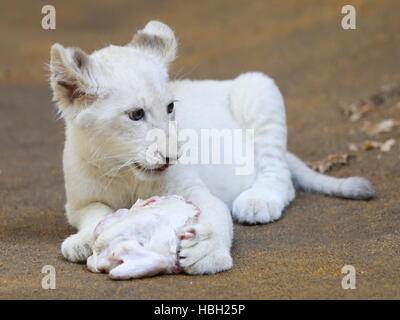 white female lion cub in ZOO Magdeburg Stock Photo