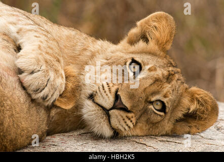 Lion (Panthera leo) cub with paw on mom's ear Stock Photo