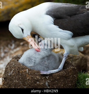 Black-browed Albatross (Thalassarche melanophris) grooming its chick Stock Photo