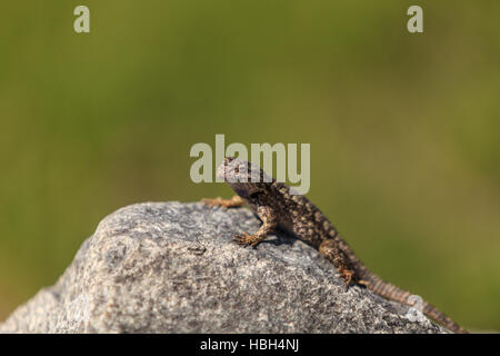 Common fence lizard Stock Photo