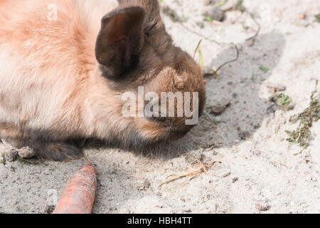 Brown rabbit on sandy soil. Stock Photo