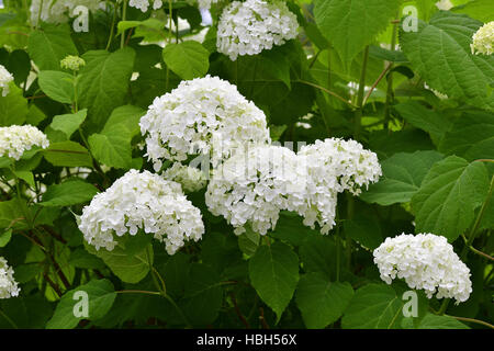 Smooth hydrangea Stock Photo