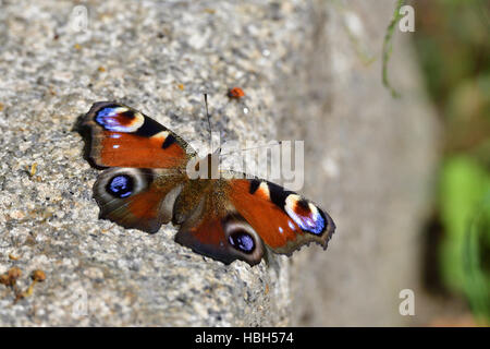 Common Peacock Butterfly Stock Photo
