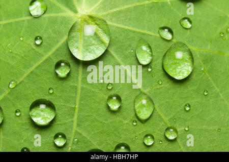 lotus effect with water drop on lotus leaf Stock Photo