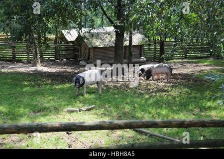 Sus scrofa domesticus, Swabian-Hall swine
