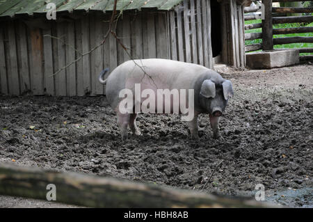 Sus scrofa domesticus, Swabian-Hall swine