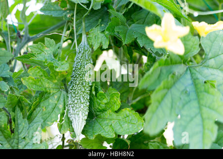 Growing a bitter melon on farm Stock Photo