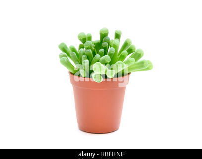 Frithia pulchra succulent plant in flowerpot Stock Photo