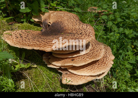 Bracket shelf fungus growing on a tree Stock Photo