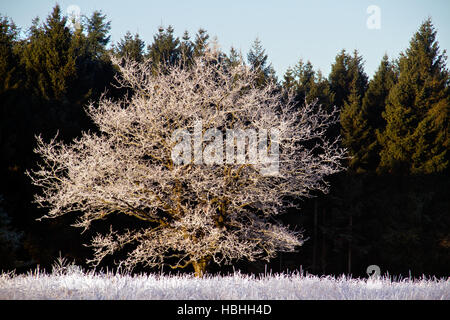Lonely Oak tree with hoarfrost on a heath in front of a pine forest Stock Photo