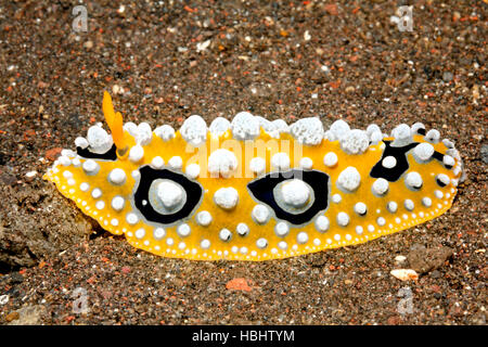 Nudibranch, Phyllidia ocellata, crawling across sand. Tulamben, Bali, Indonesia. Bali Sea, Indian Ocean Stock Photo