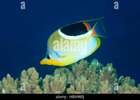 Saddled Butterflyfish, Chaetodon ephippium, swimming over coral reef with a deep blue water background. Stock Photo