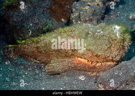 Reef Stonefish, Synanceia verrucosa. This fish is highly venomous. Tulamben, Bali, Indonesia. Bali Sea, Indian Ocean Stock Photo