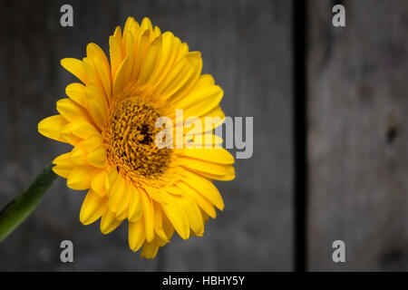 Yellow gerbera Stock Photo